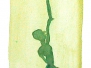 Tänzer & Akrobaten